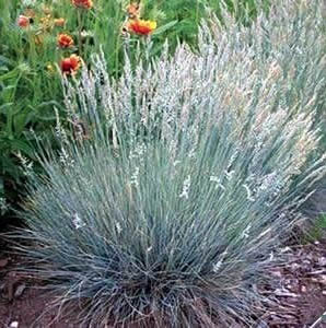 Little Bluestem Grass Plant