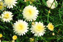 Argyramthemum LaRita Lime