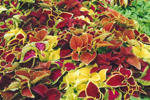 Coleus - variegated leaves