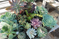 Assorted Succulents