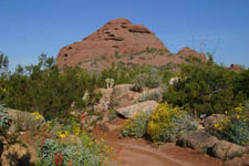 Desert Wildflower Trail