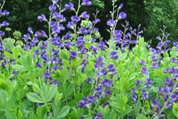 Baptisia - Nitrogen Fixer