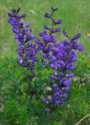 Baptisia Australis - Purple Smoke