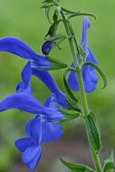 Salvia Patens "Blue Angel"