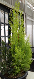 Lemon Cypress