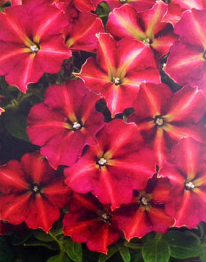 Petunia Glow Forest Fire