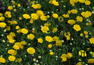 Yellow Daisy