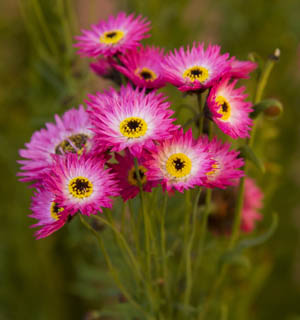 Rhodanthe Chlorocepala Rosea