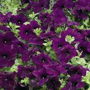 Petunia Ramblin' Nu Blue