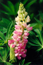 perennial - lupin galaxie pink