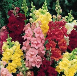 Madam Butterfly Snapdragon