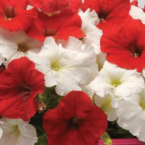 Petunia Easy Wave White and Red