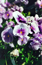 Pansy - Bedding Plants from Vale's Greenhouse